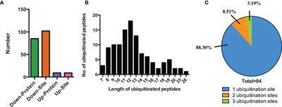 Quantitative Ubiquitinomics Revealed Abnormal Ubiquitinated ATP7A Involved in Down-Regulation of ACTH in Silent Corticotroph Adenomas